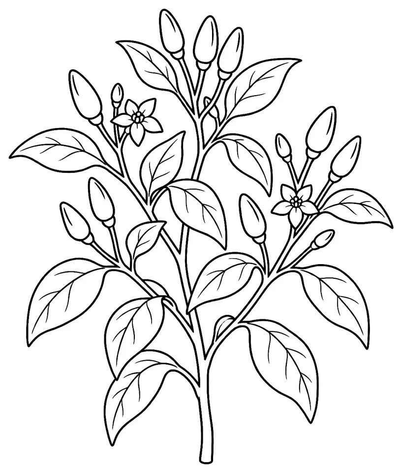Coloriage de Piment Pequin (légume) : dessin au trait noir à colorier