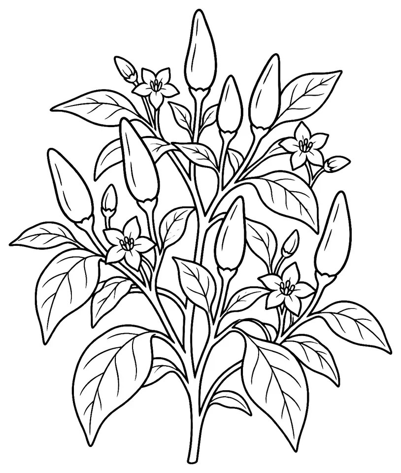 Coloriage de Piment Tabasco (légume) : dessin au trait noir à colorier