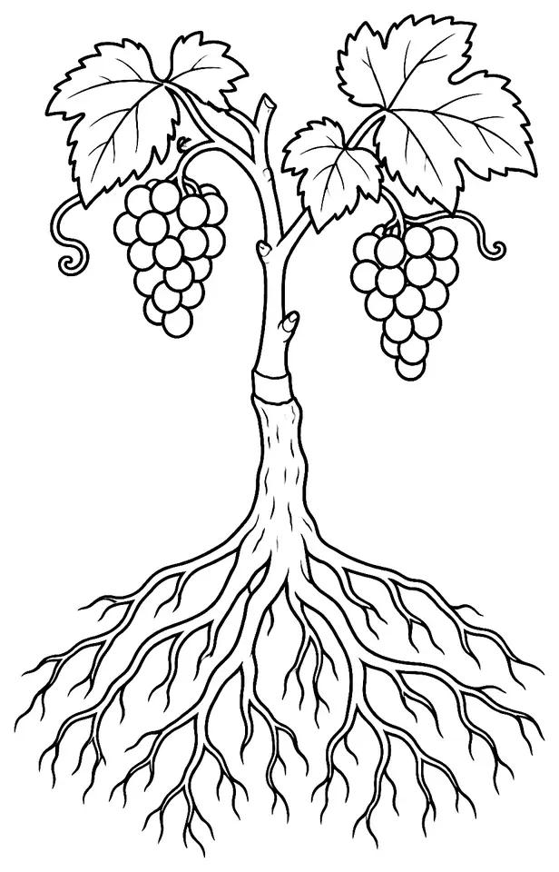 Coloriage de Porte-greffe de vigne : dessin au trait noir à colorier