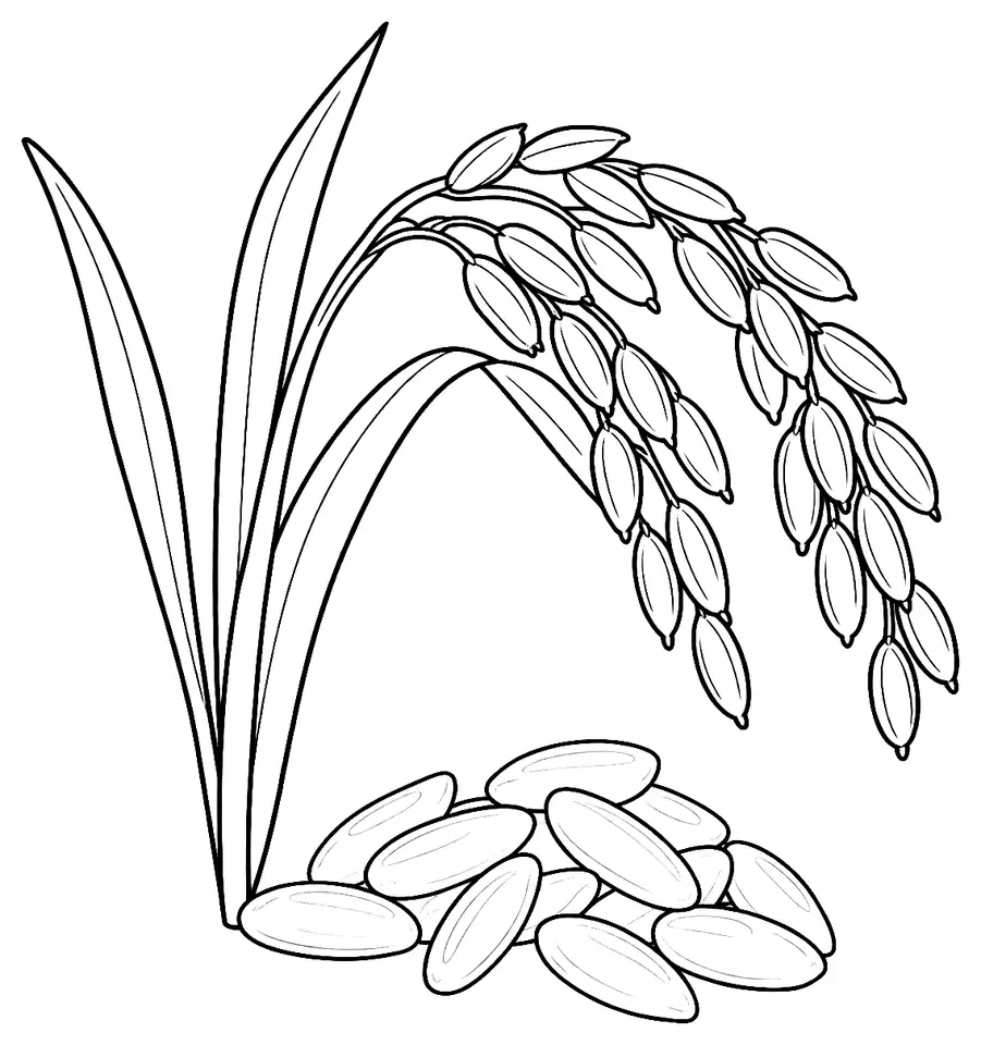 Coloriage de Riz génétiquement modifié : dessin au trait noir à colorier