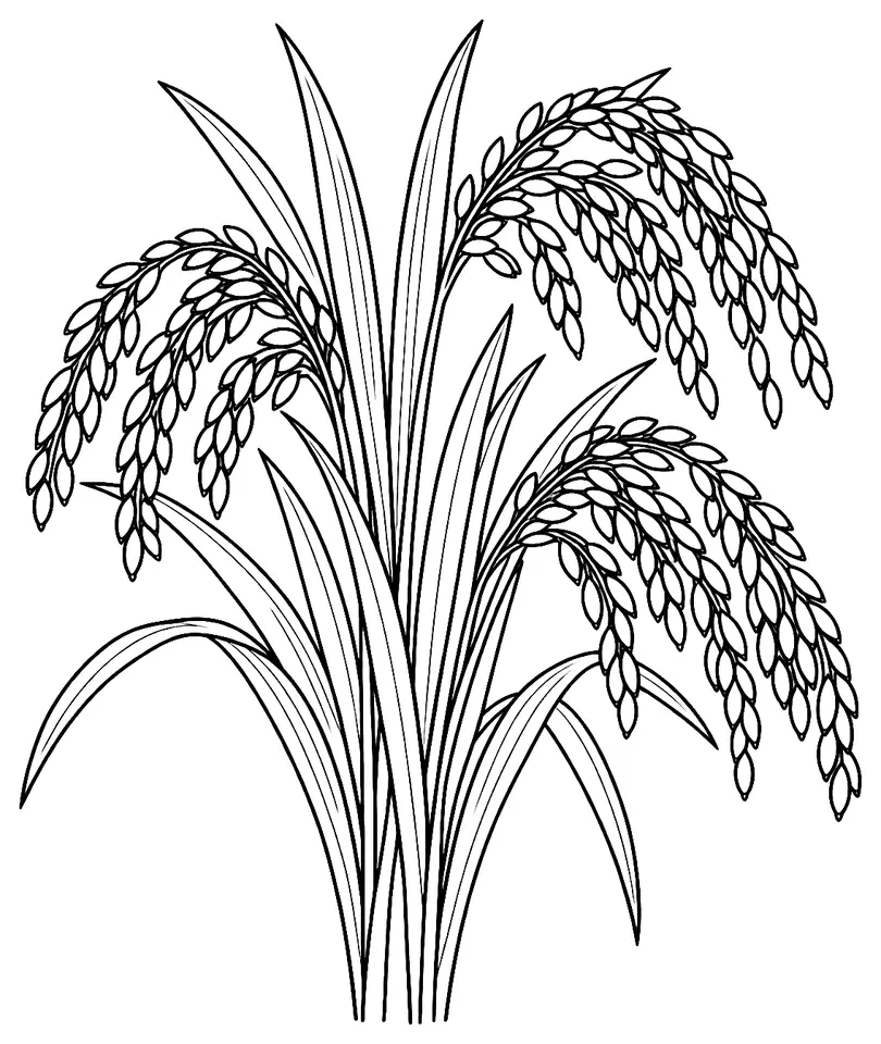 Coloriage de Riz hybride : dessin au trait noir à colorier