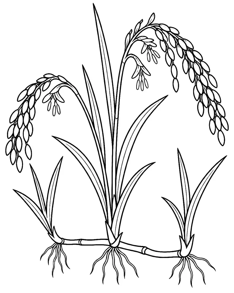 Coloriage de Riz pérenne : dessin au trait noir à colorier