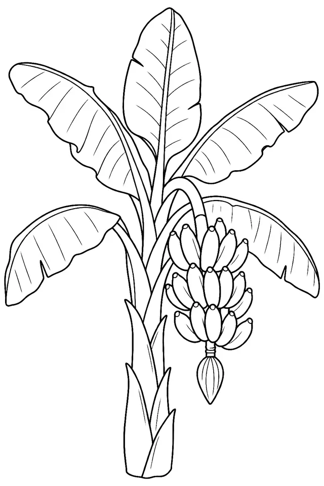 Coloriage de Señorita : dessin au trait noir à colorier