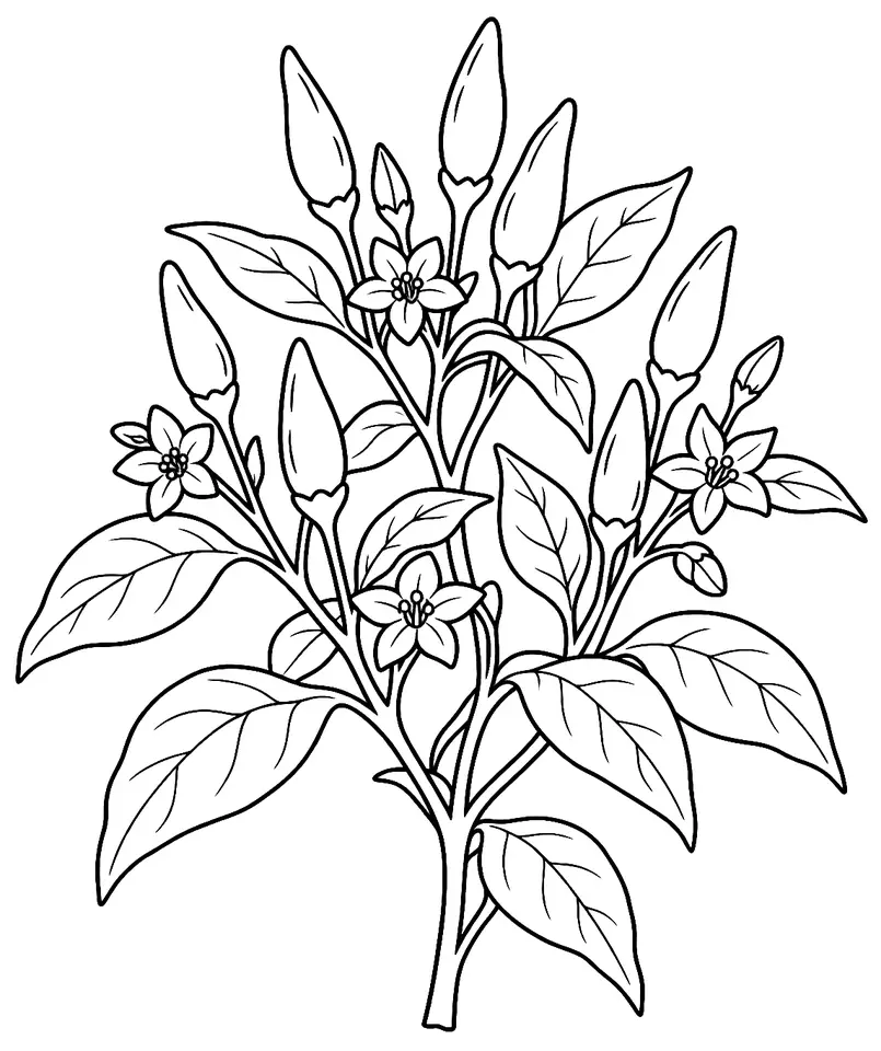 Coloriage de Siling labuyo (légume) : dessin au trait noir à colorier