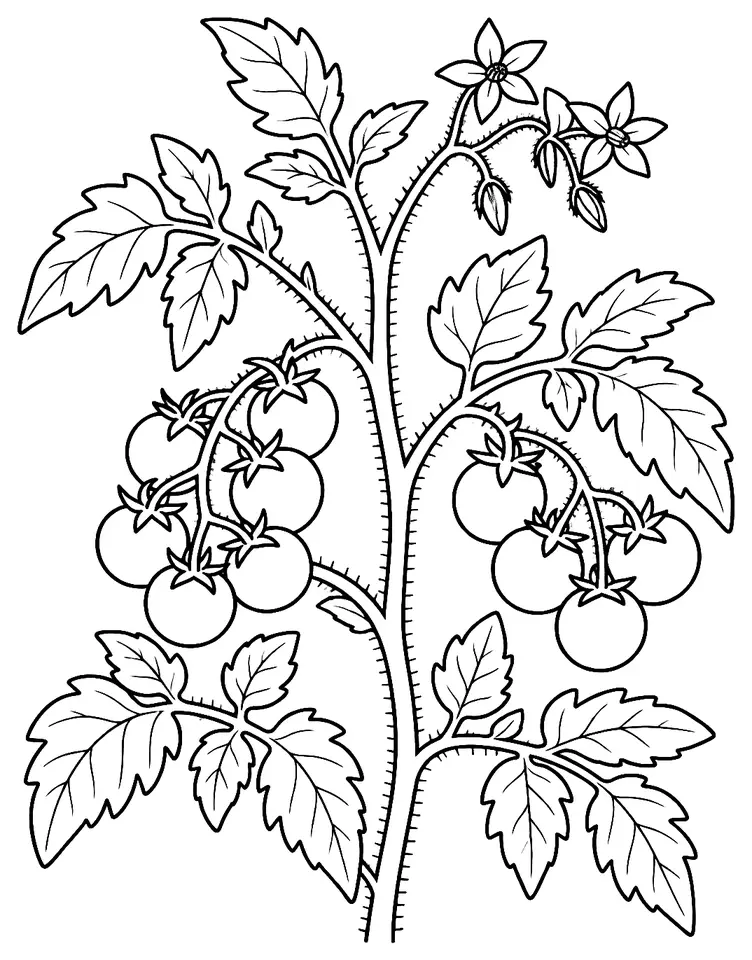 Coloriage de Tomate cerise (légume) : dessin au trait noir à colorier