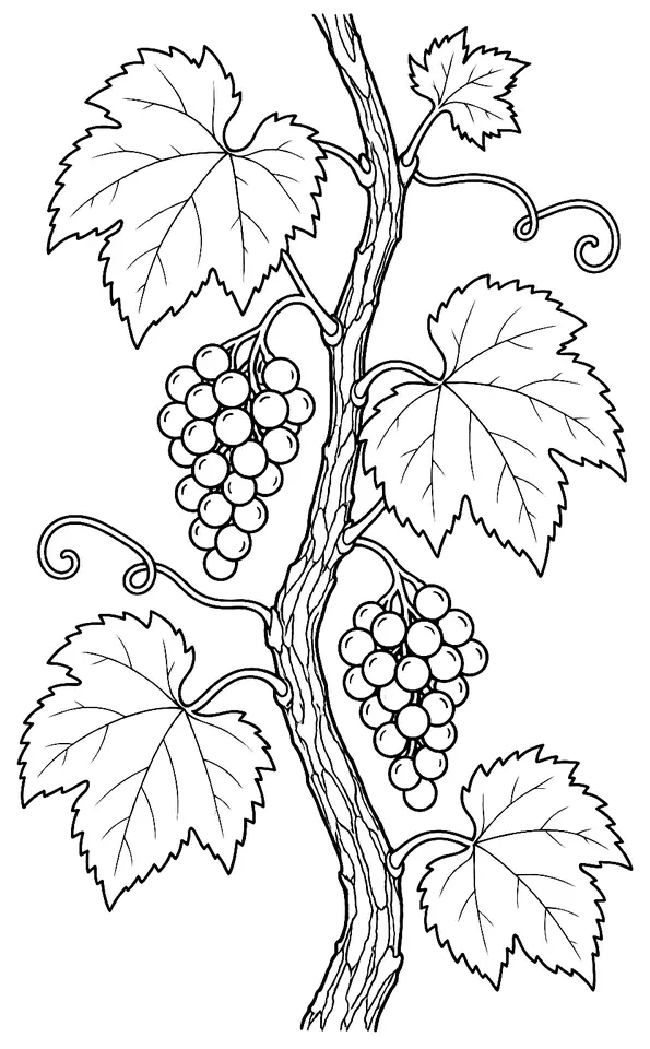 Coloriage de Vigne des rivages : dessin au trait noir à colorier