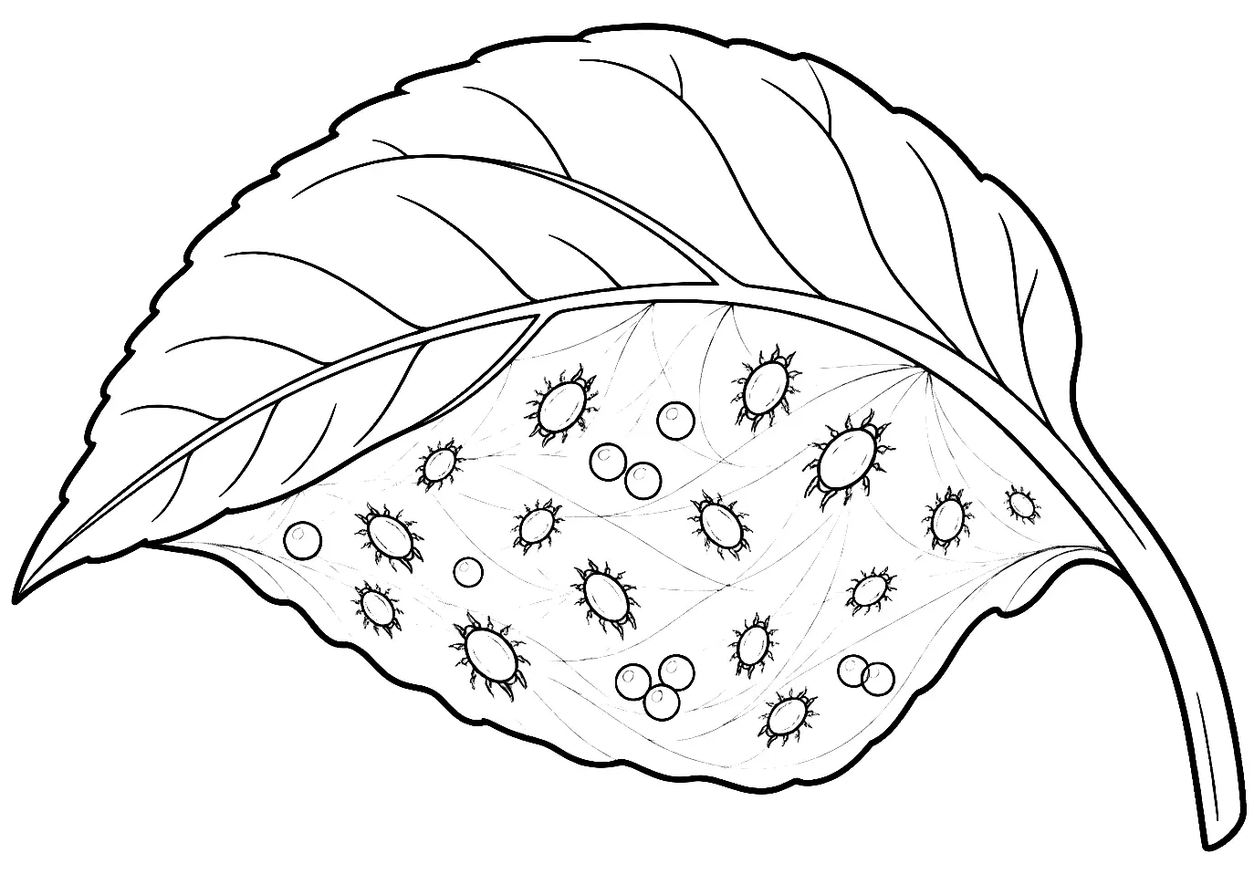 Coloriage de Acarien phytophage : dessin au trait noir à colorier