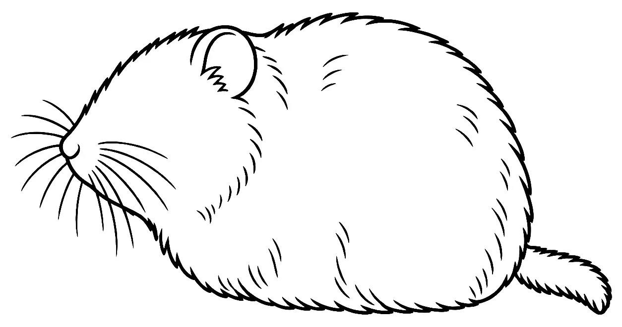 Coloriage de Campagnol : dessin au trait noir à colorier