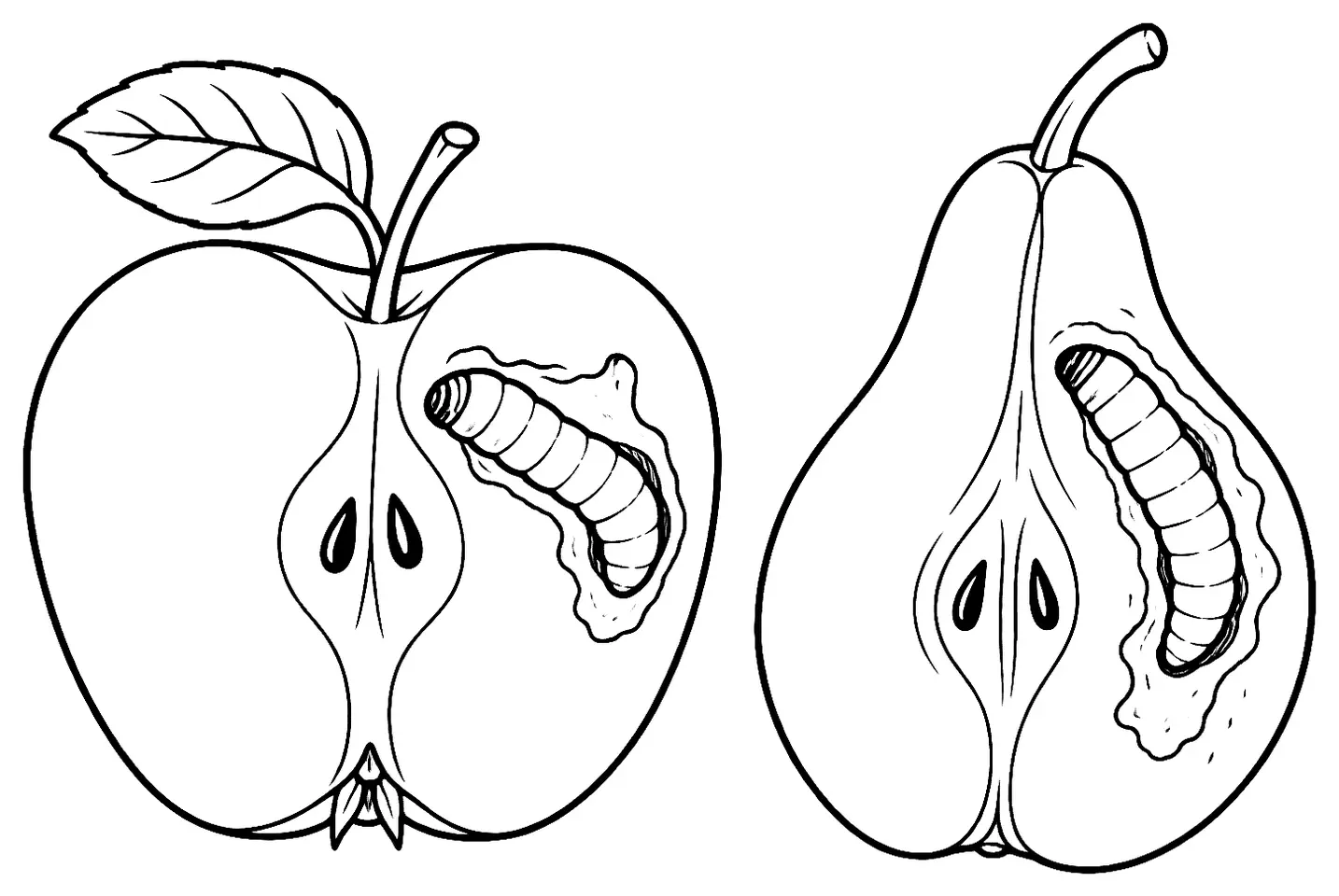 Coloriage de Carpocapse : dessin au trait noir à colorier