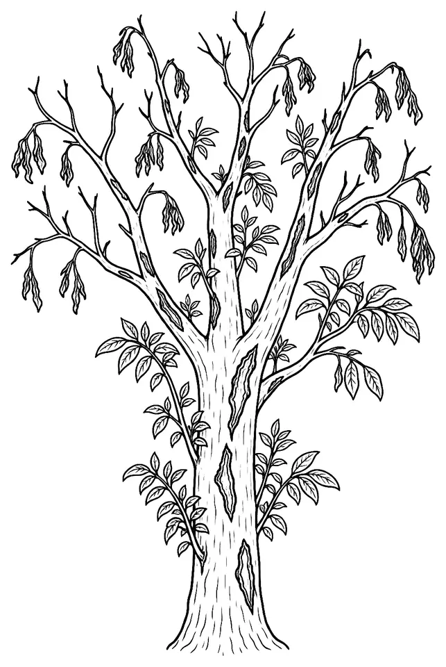 Coloriage de Chalarose du frêne : dessin au trait noir à colorier