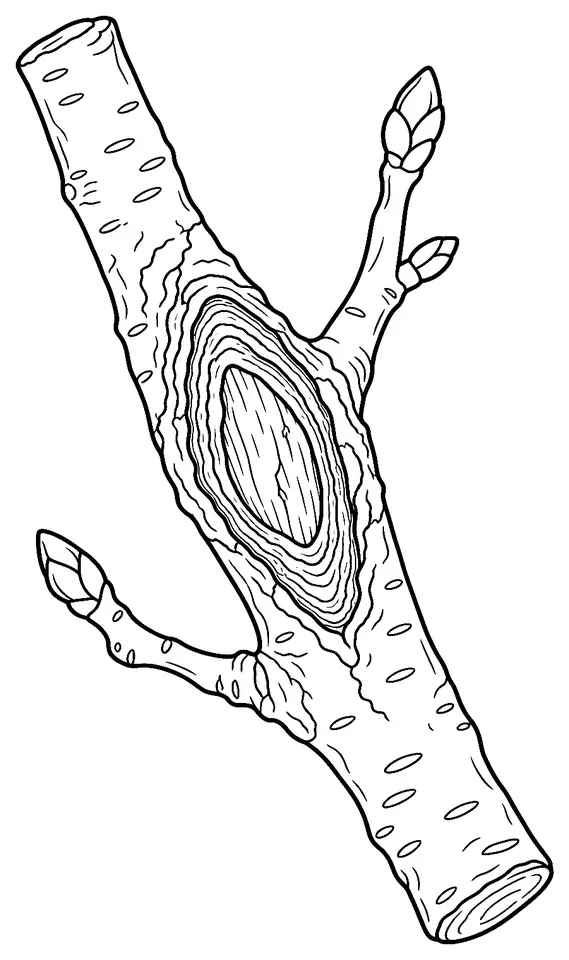 Coloriage de Chancre : dessin au trait noir à colorier