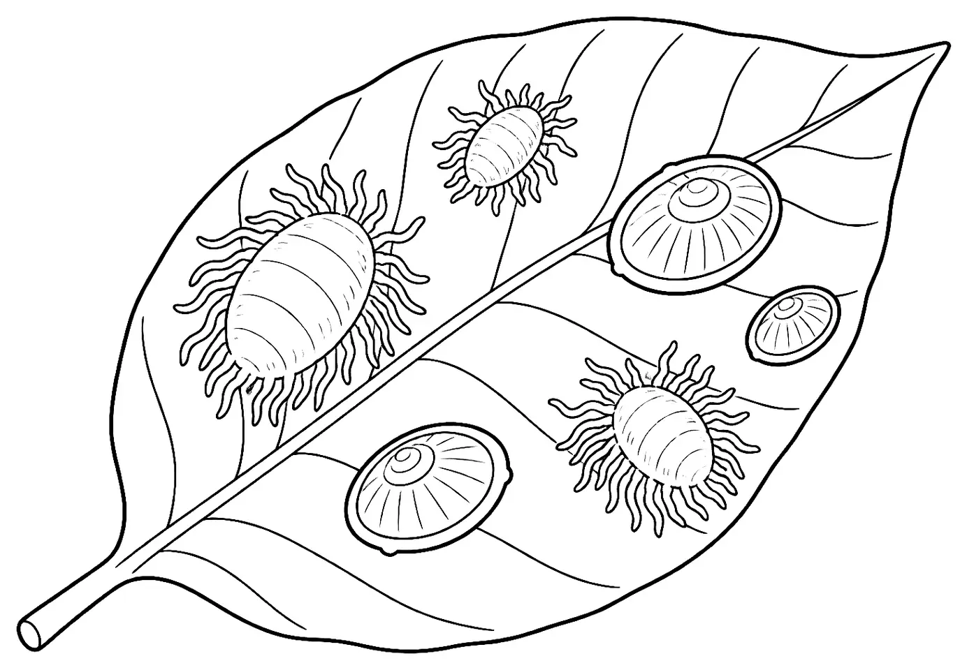 Coloriage de Cochenille : dessin au trait noir à colorier