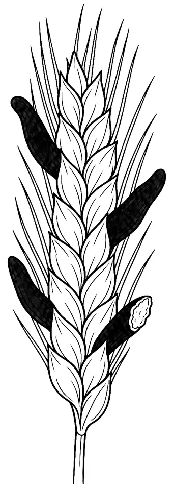 Coloriage de Ergot du seigle : dessin au trait noir à colorier