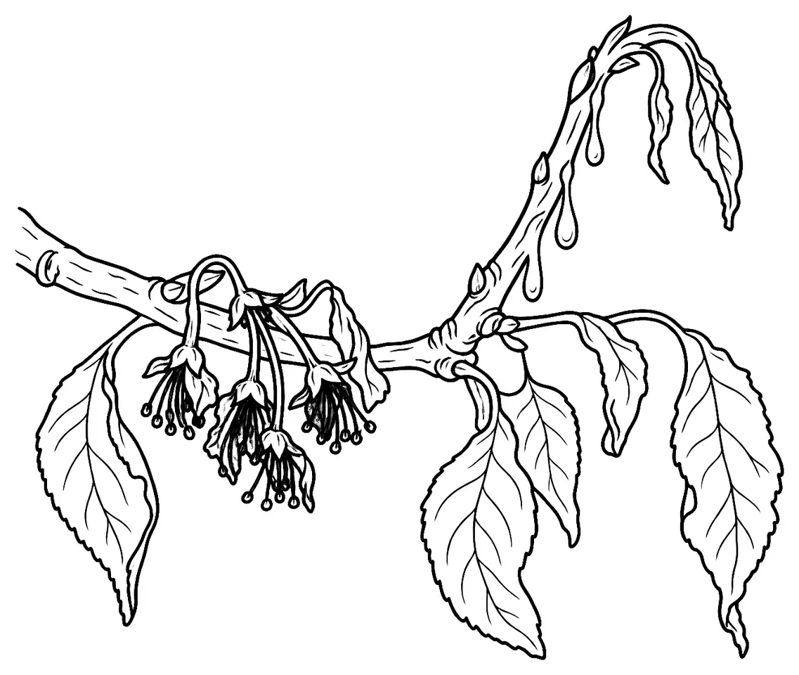 Coloriage de Feu bactérien : dessin au trait noir à colorier