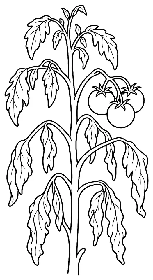 Coloriage de Flétrissement bactérien : dessin au trait noir à colorier