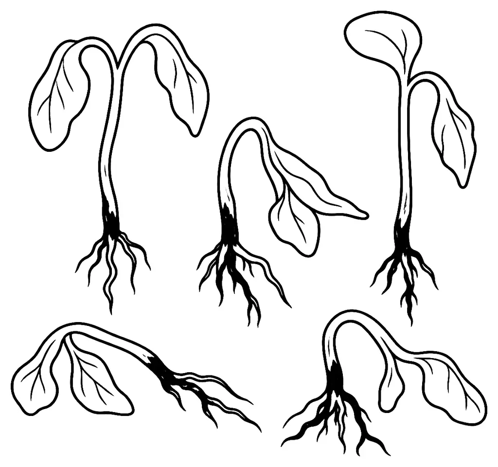 Coloriage de Fonte des semis : dessin au trait noir à colorier