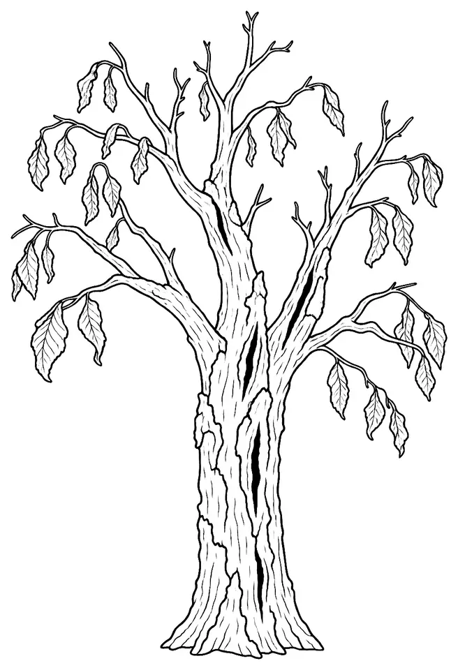 Coloriage de Graphiose de l’orme : dessin au trait noir à colorier