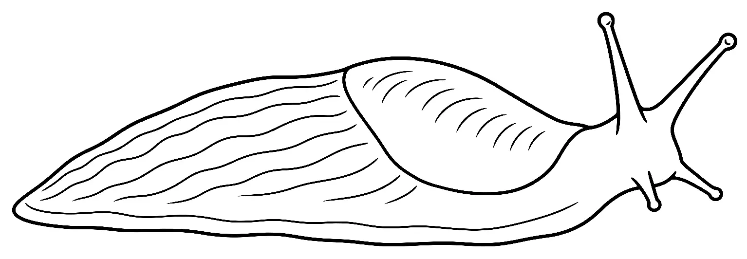 Coloriage de Limace : dessin au trait noir à colorier