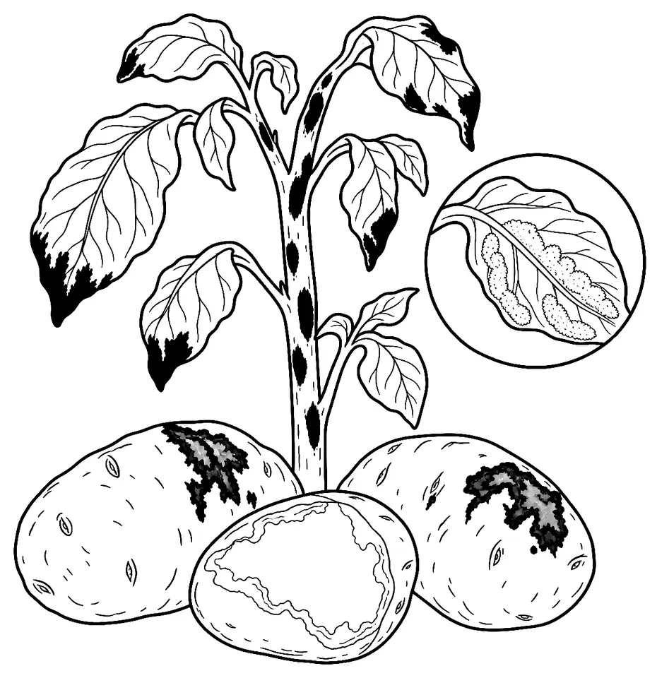 Coloriage de Mildiou de la pomme de terre : dessin au trait noir à colorier