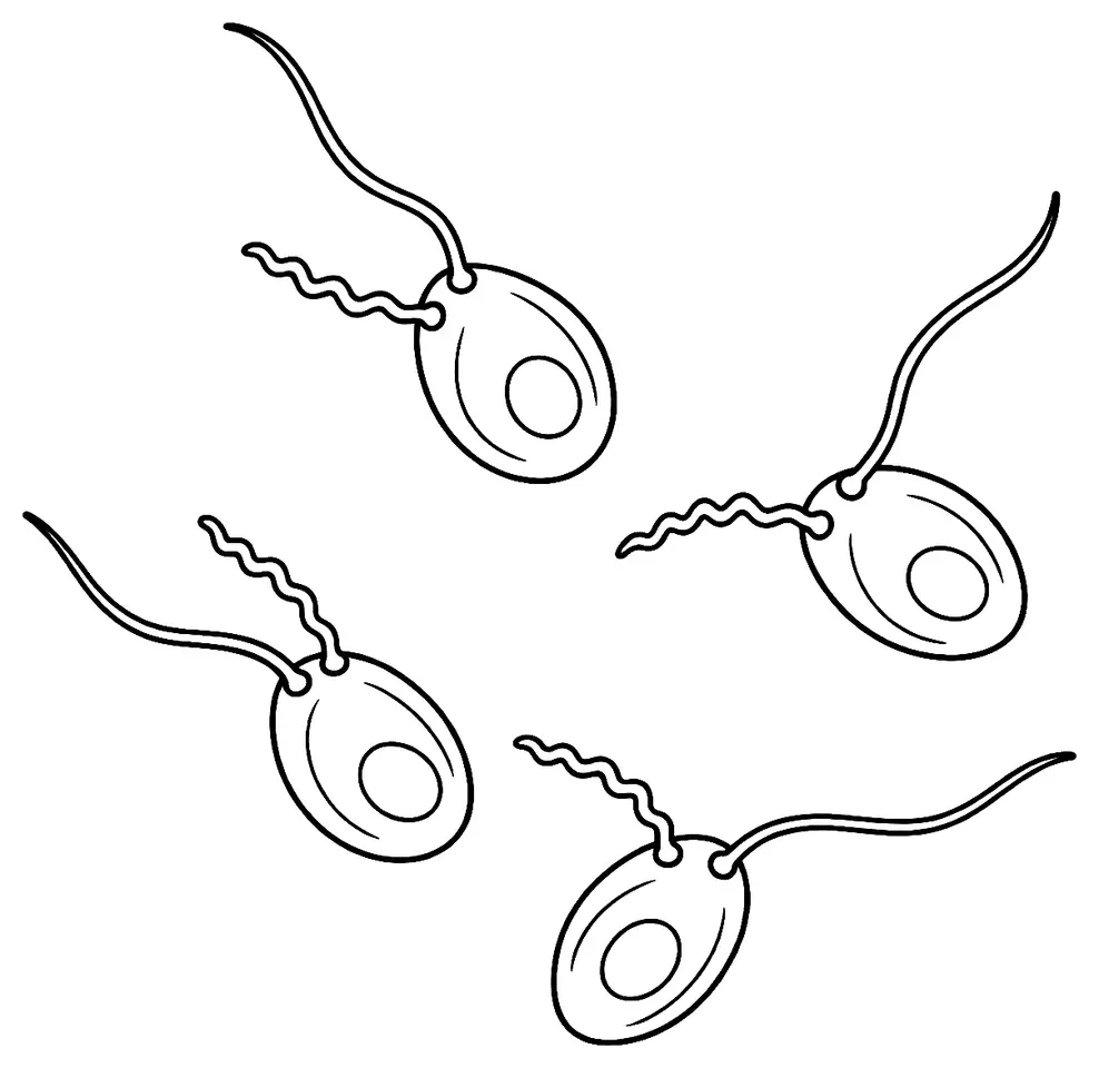 Coloriage de Phytophthora : dessin au trait noir à colorier