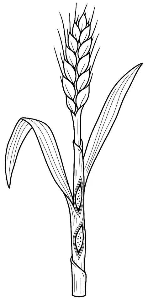 Coloriage de Piétin-verse : dessin au trait noir à colorier