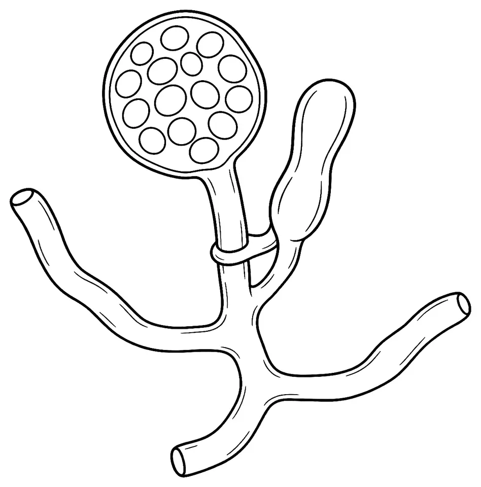 Coloriage de Pythium : dessin au trait noir à colorier