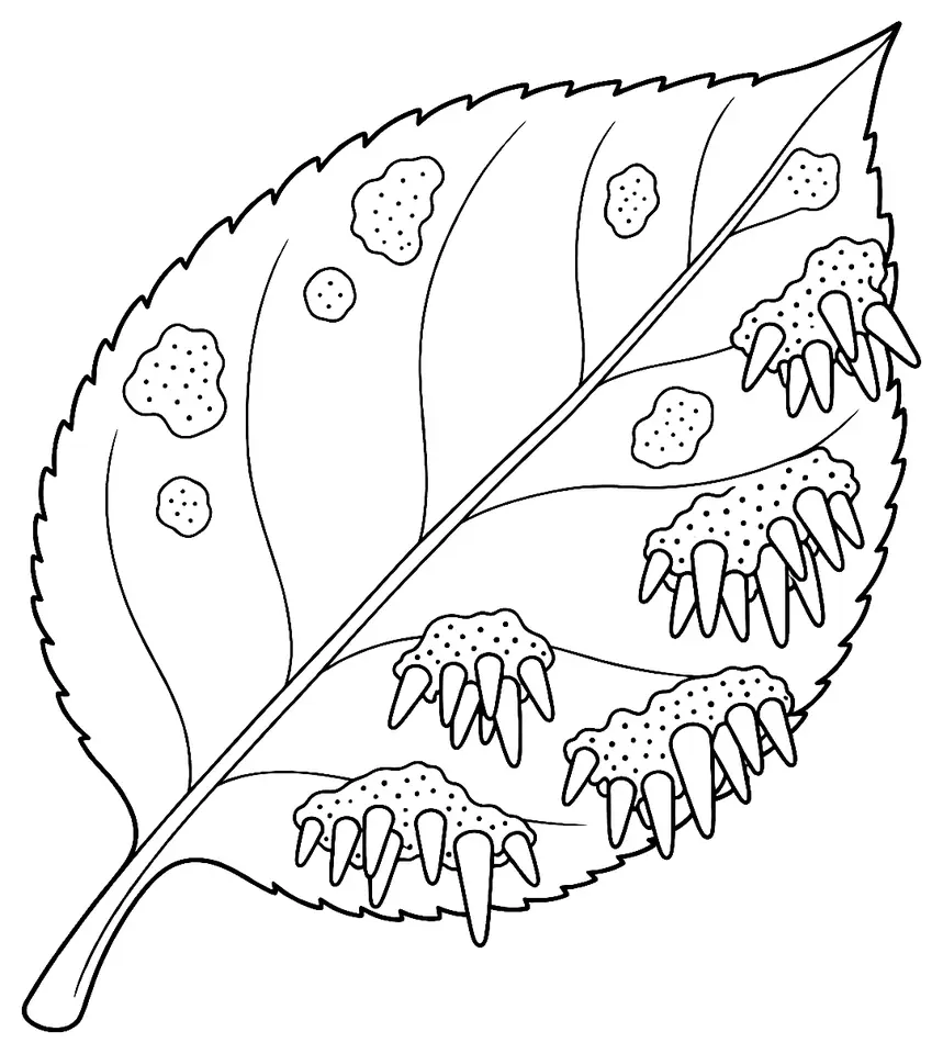 Coloriage de Rouille grillagée du poirier : dessin au trait noir à colorier