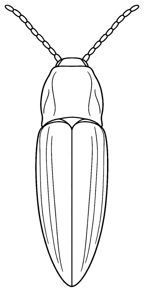 Coloriage de Taupin (maladie ou ravageur) : dessin au trait noir à colorier