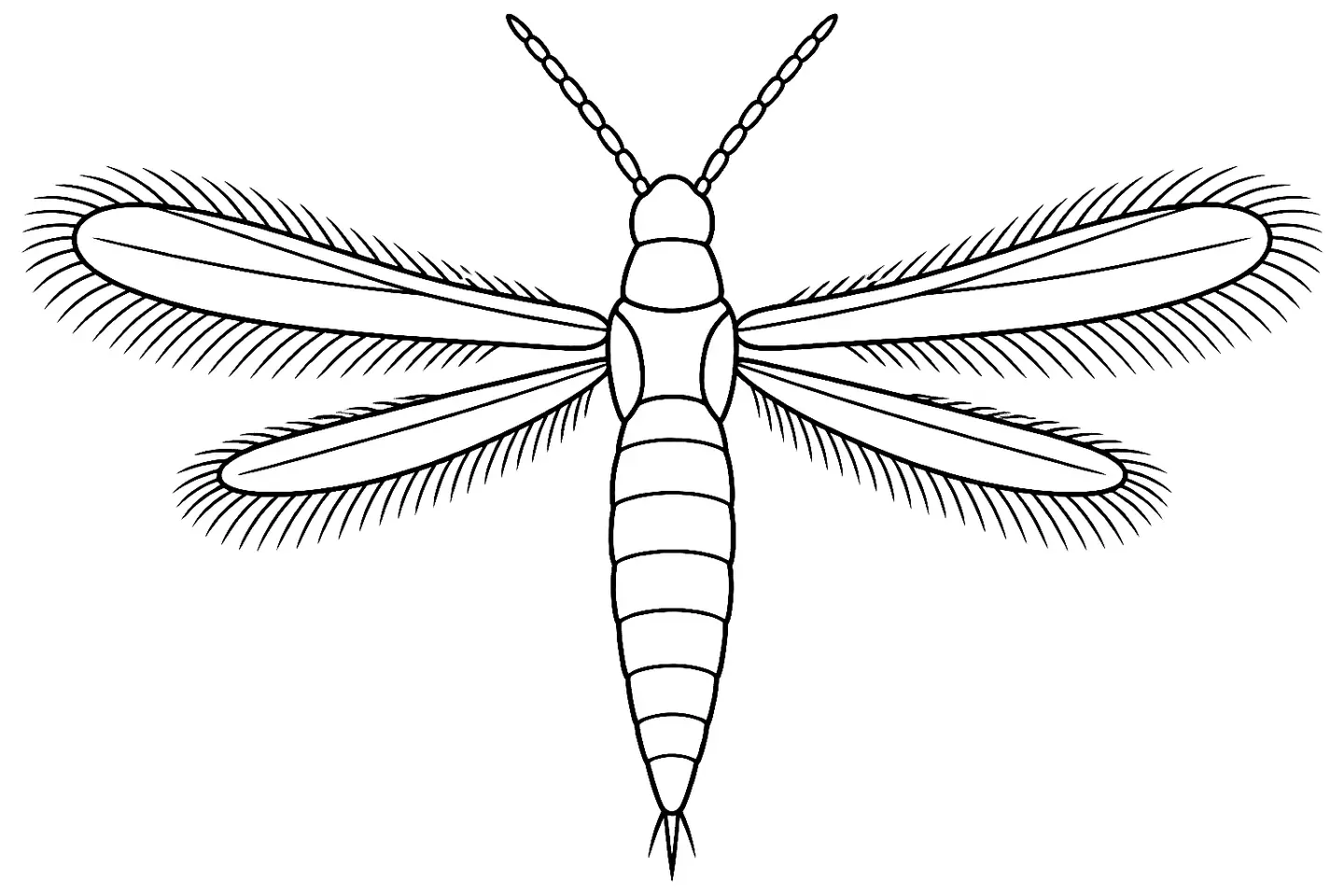 Coloriage de Thrips (maladie ou ravageur) : dessin au trait noir à colorier
