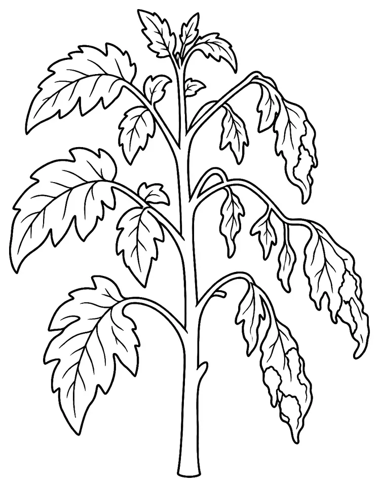 Coloriage de Verticilliose : dessin au trait noir à colorier