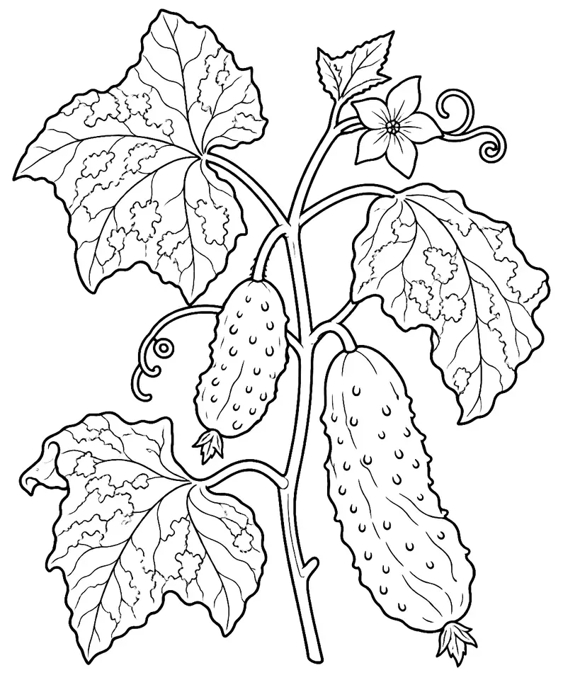 Coloriage de Virus de la mosaïque du concombre : dessin au trait noir à colorier