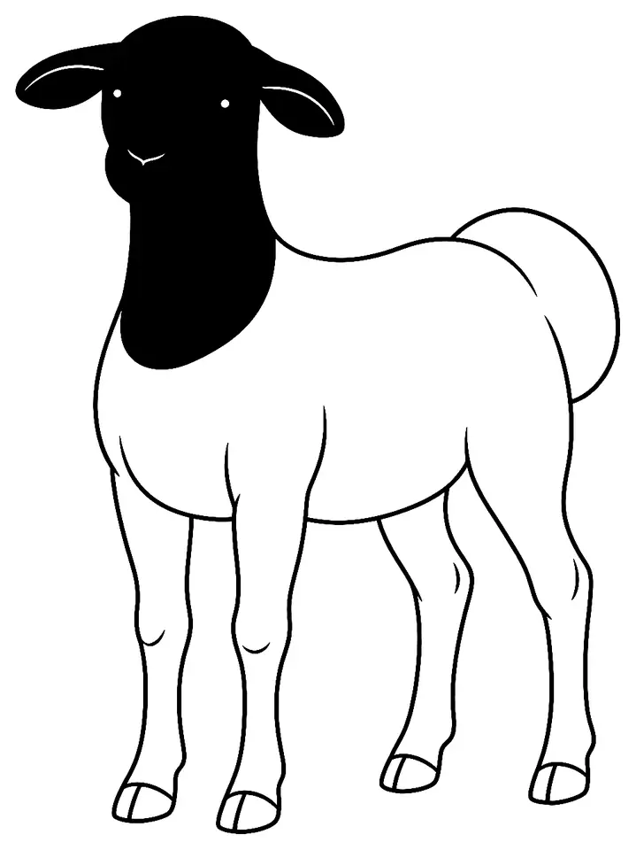 Coloriage de Mouton de Somalie : dessin au trait noir à colorier