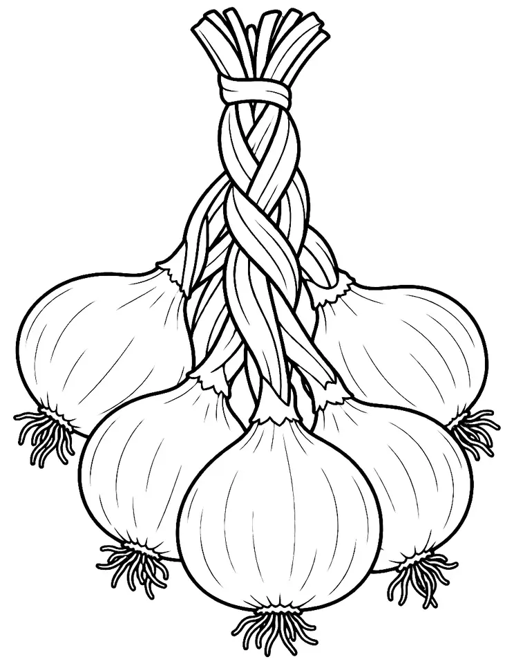 Coloriage de Oignon blanc d’Alibag : dessin au trait noir à colorier