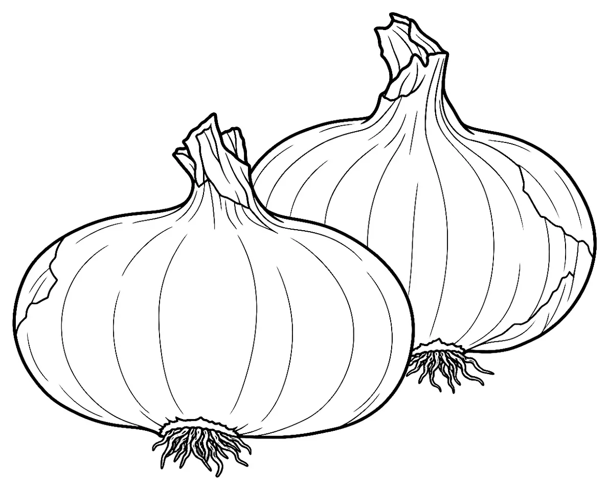 Coloriage de Oignon des Bermudes : dessin au trait noir à colorier