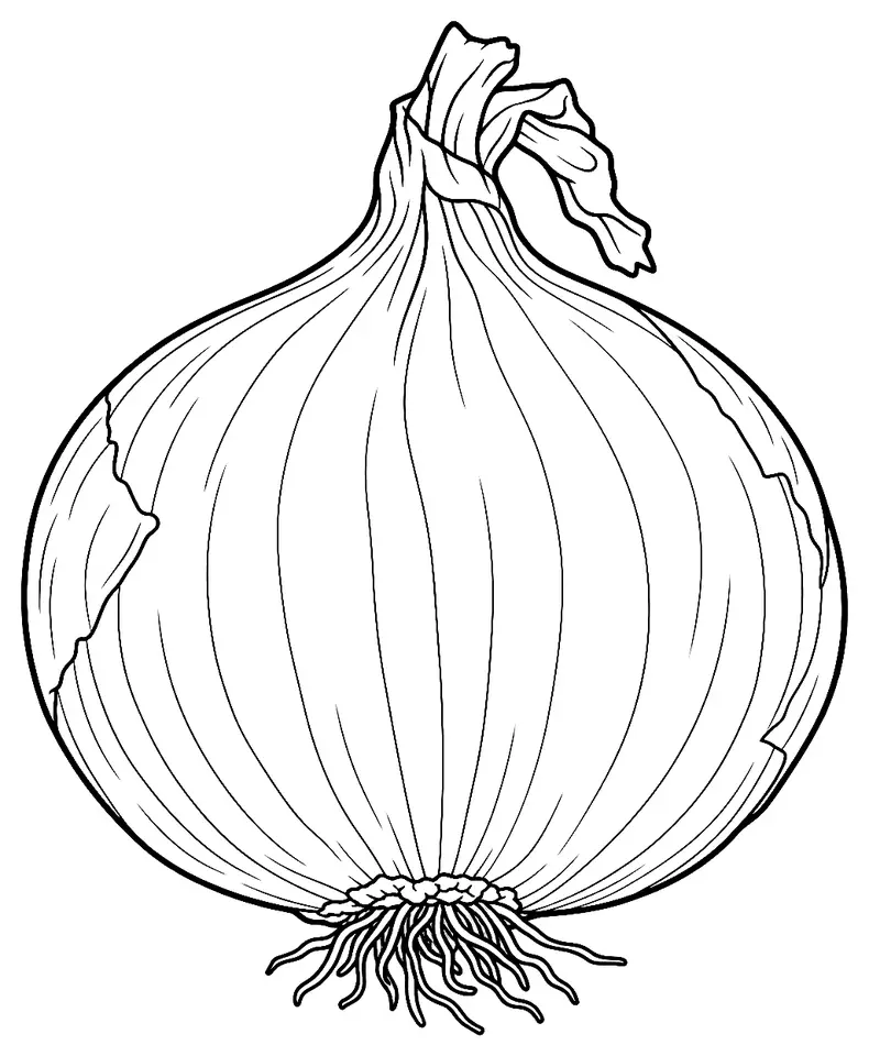 Coloriage de Oignon de Lasalgaon : dessin au trait noir à colorier