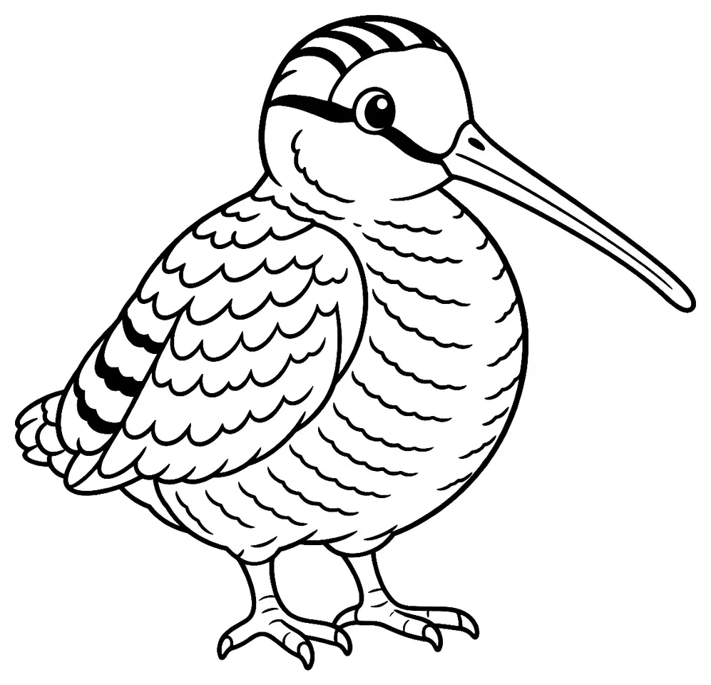 Coloriage de Bécasse des bois : dessin au trait noir à colorier