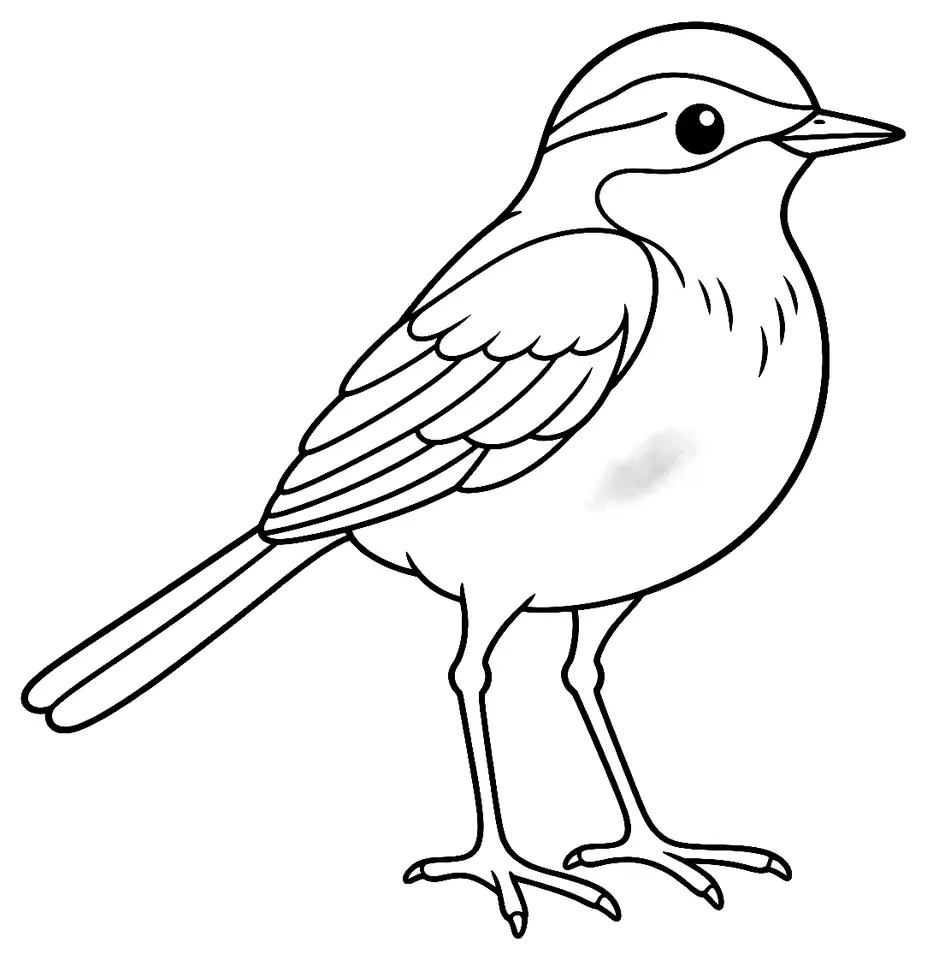 Coloriage de Bergeronnette printanière : dessin au trait noir à colorier