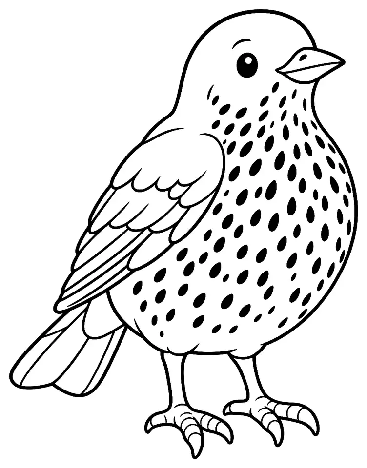 Coloriage de Grive draine : dessin au trait noir à colorier