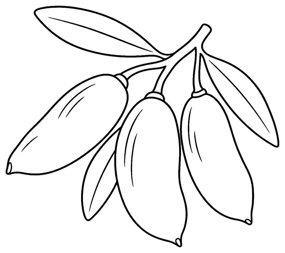 Coloriage de Lucques (olive) : dessin au trait noir à colorier