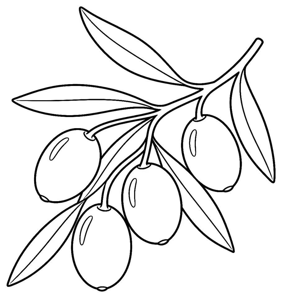 Coloriage de Salonenque (olive) : dessin au trait noir à colorier