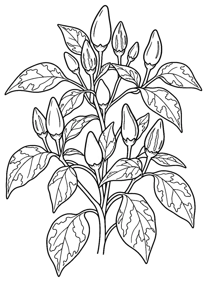 Coloriage de Fish pepper (piment ou poivron) : dessin au trait noir à colorier