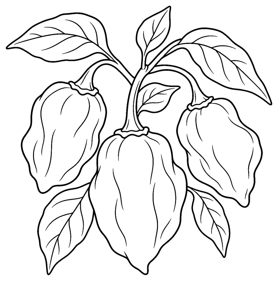 Coloriage de Madame Jeanette (piment ou poivron) : dessin au trait noir à colorier