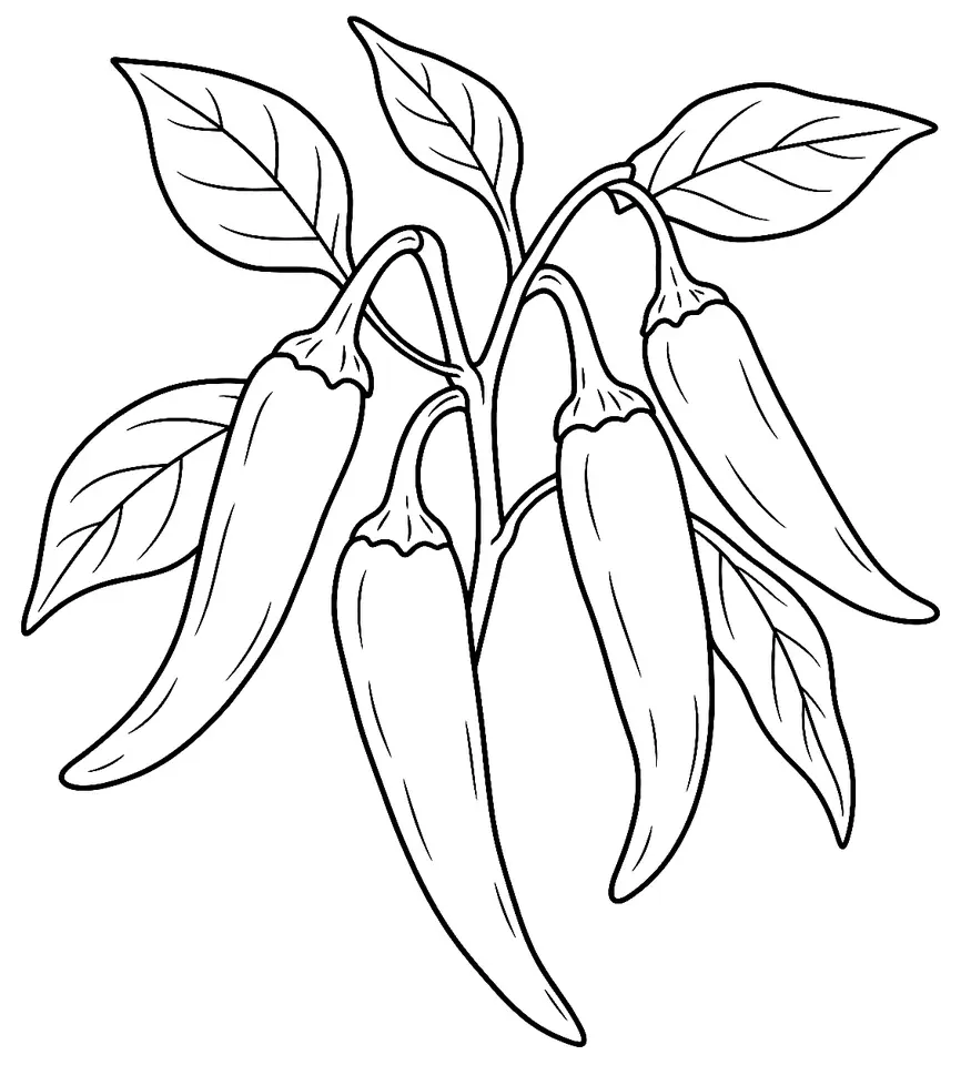 Coloriage de Peperoncino (piment ou poivron) : dessin au trait noir à colorier