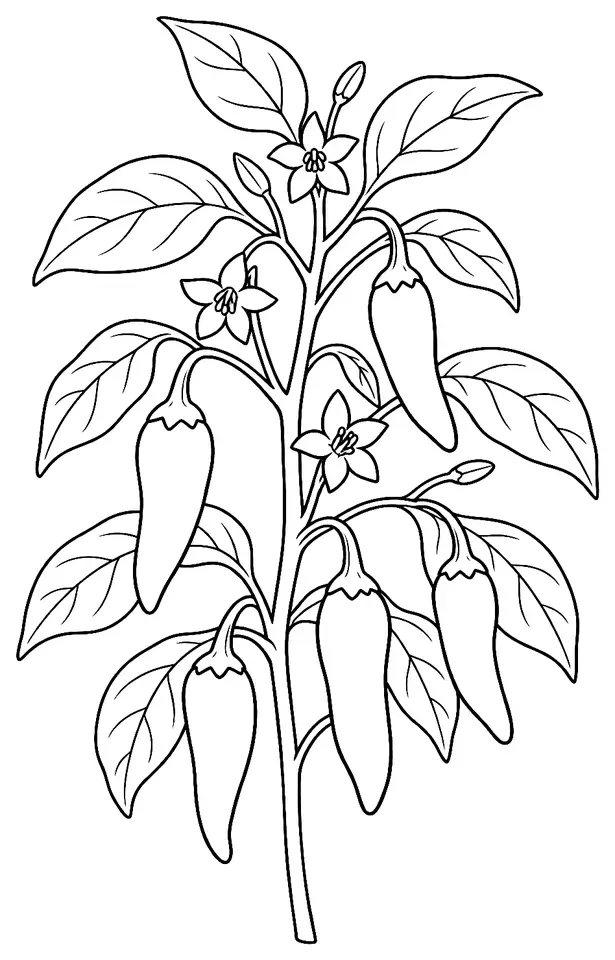 Coloriage de Piment d’Espelette (piment ou poivron) : dessin au trait noir à colorier
