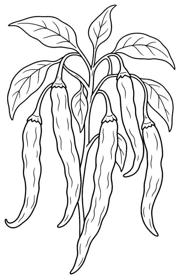 Coloriage de Piment de Cayenne : dessin au trait noir à colorier