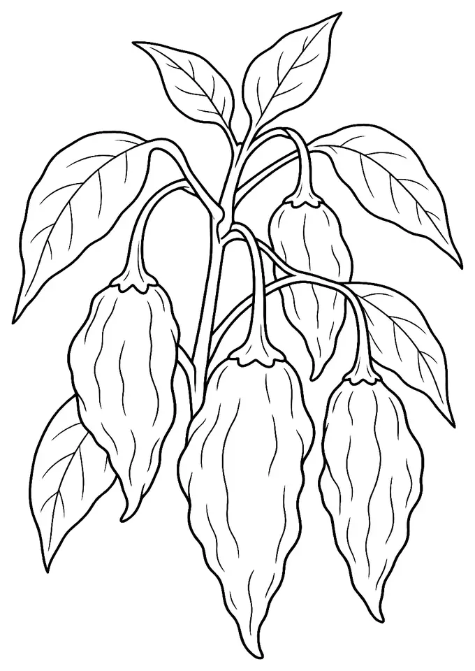Coloriage de Piment Fatalii (piment ou poivron) : dessin au trait noir à colorier