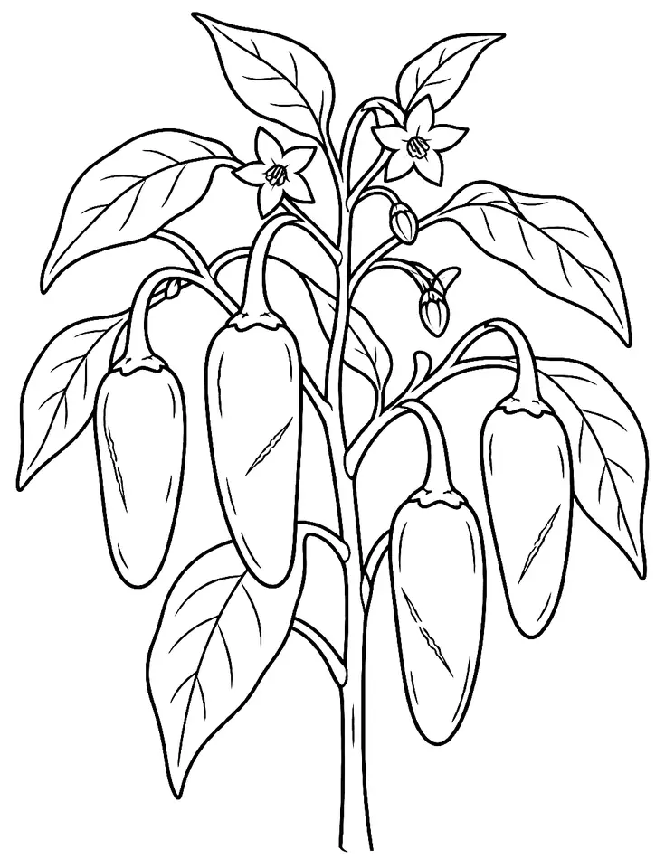 Coloriage de Piment jalapeño : dessin au trait noir à colorier