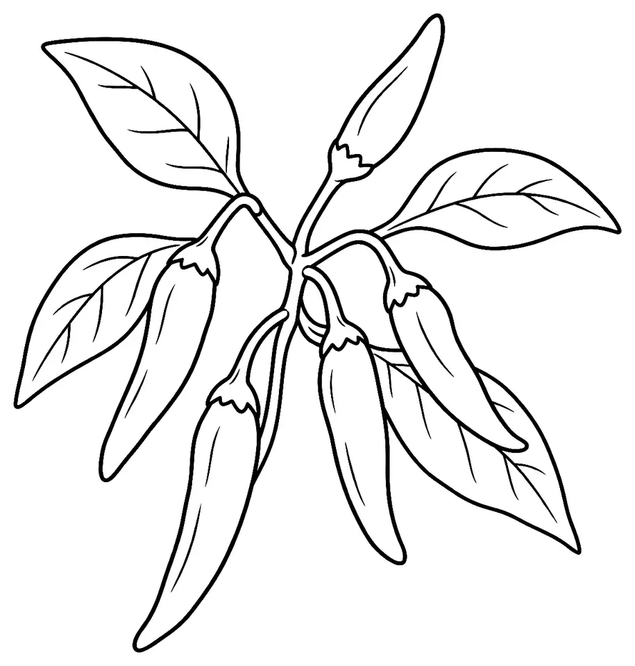 Coloriage de Piment Malagueta (piment ou poivron) : dessin au trait noir à colorier