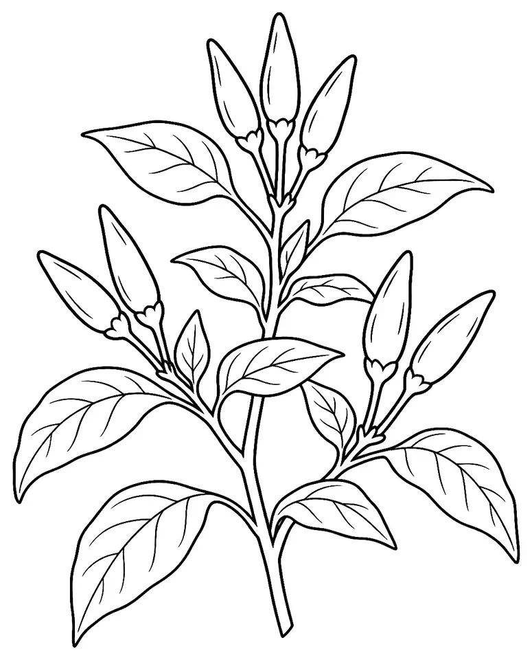 Coloriage de Piment œil d’oiseau : dessin au trait noir à colorier