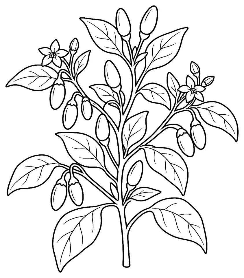 Coloriage de Piment Pequin (piment ou poivron) : dessin au trait noir à colorier